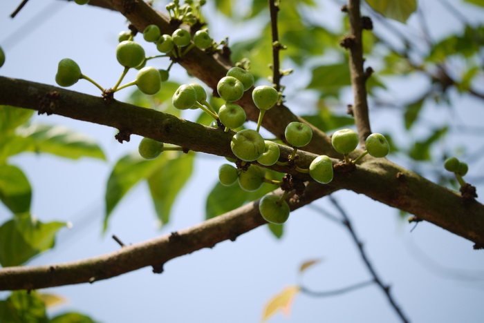杂色榕Ficus variegata