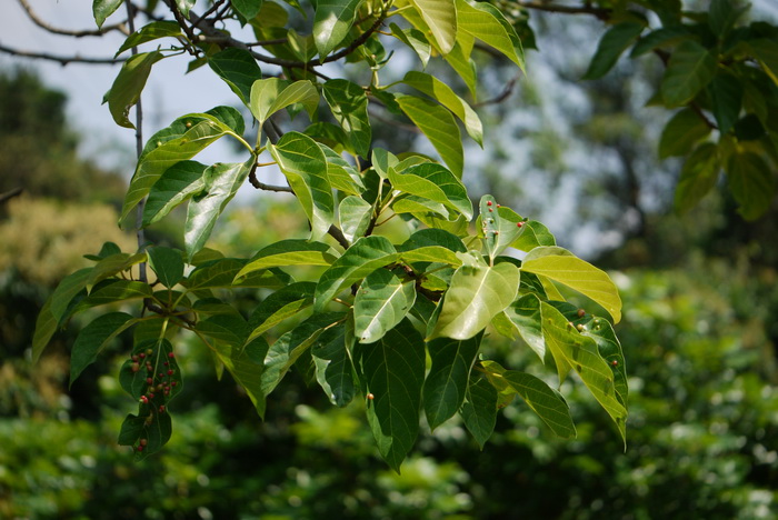 杂色榕Ficus variegata