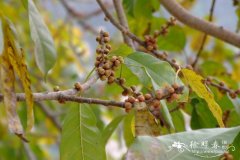 黄葛榕Ficus virens