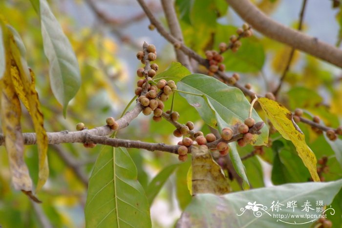 黄葛榕Ficus virens 黄葛榕Ficus virens