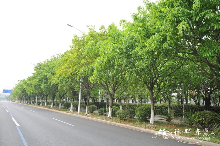黄葛榕Ficus virens 黄葛榕Ficus virens