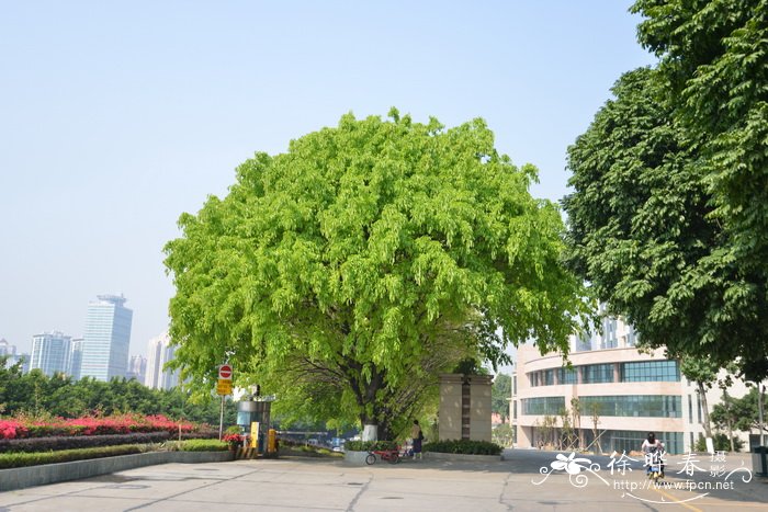 黄葛榕Ficus virens 黄葛榕Ficus virens