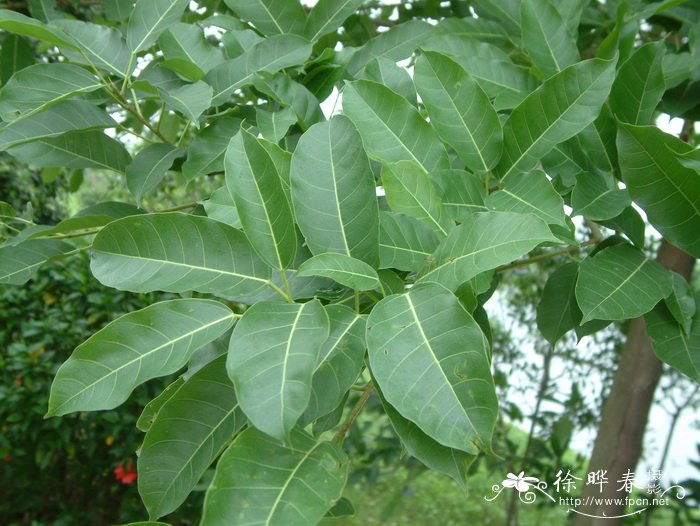 黄葛榕Ficus virens