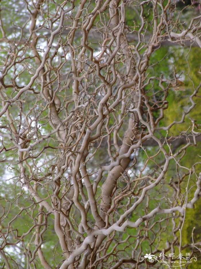 龙爪桑Morus alba ‘Tortuosa’ 龙爪桑Morus alba ‘Tortuosa’
