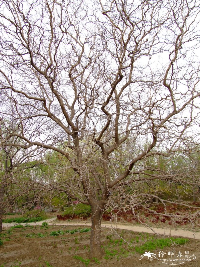 龙爪桑Morus alba ‘Tortuosa’ 龙爪桑Morus alba ‘Tortuosa’