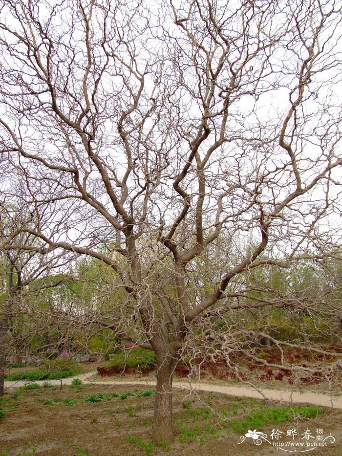 龙爪桑Morus alba ‘Tortuosa’