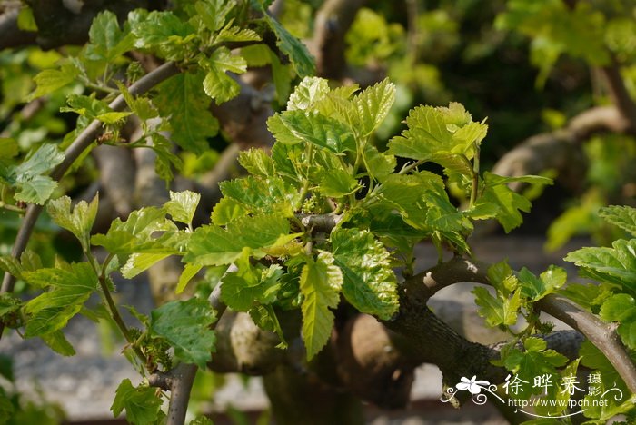 鲁桑Morus alba var. multicaulis 鲁桑Morus alba var. multicaulis