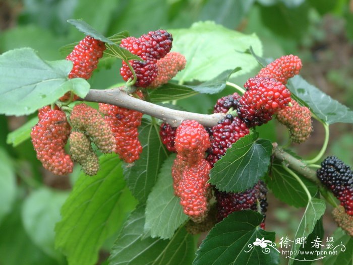 桑 Morus alba 桑 Morus alba