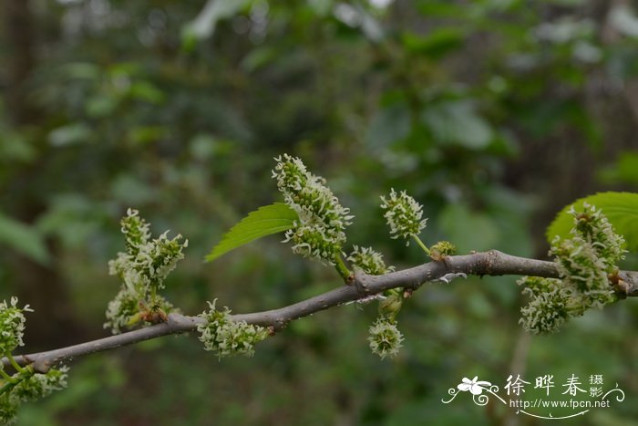 桑 Morus alba 桑 Morus alba