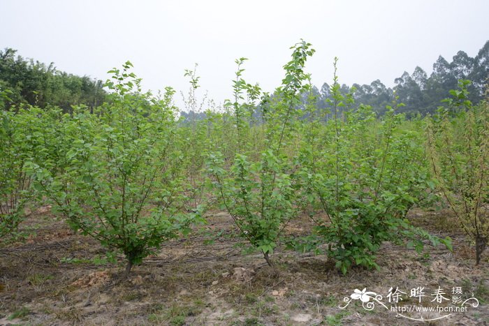 桑 Morus alba 桑 Morus alba