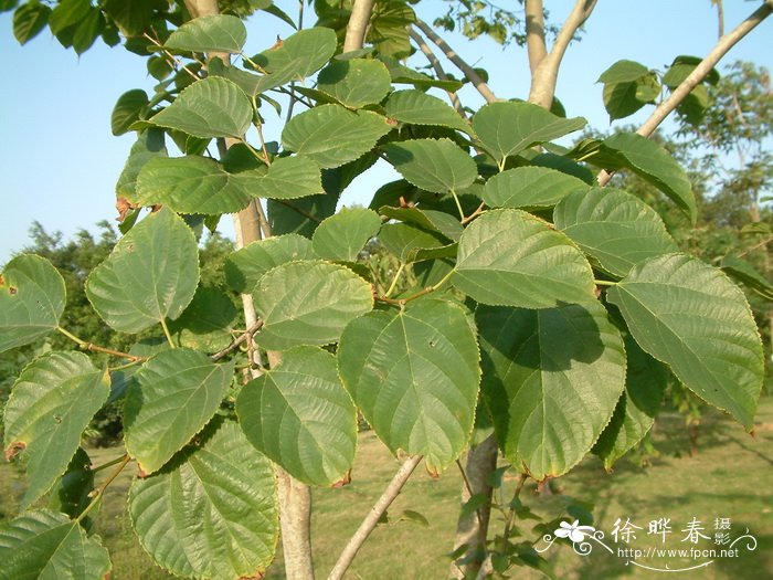 光叶桑Morus macroura 光叶桑Morus macroura