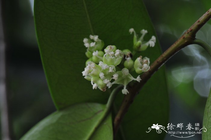 假鹊肾树Streblus indicus