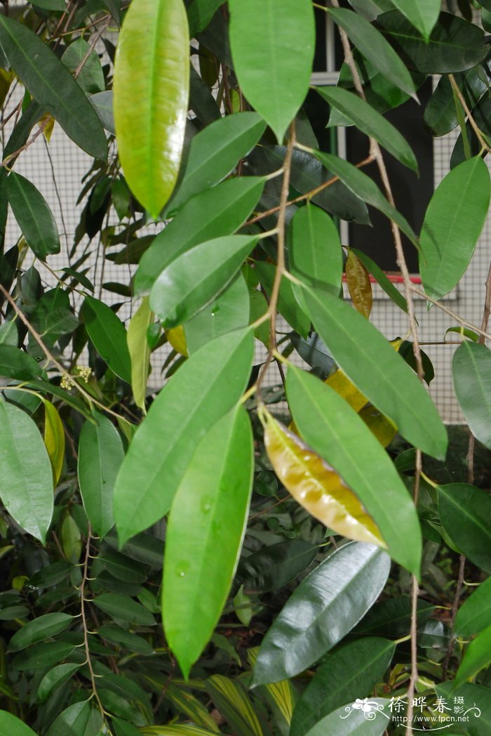 假鹊肾树Streblus indicus 假鹊肾树Streblus indicus