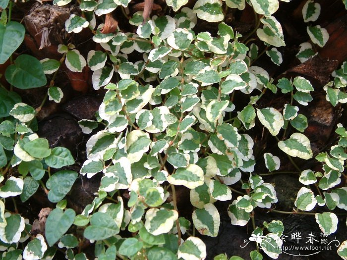 花叶薜荔 Ficus pumila ‘Variegata’