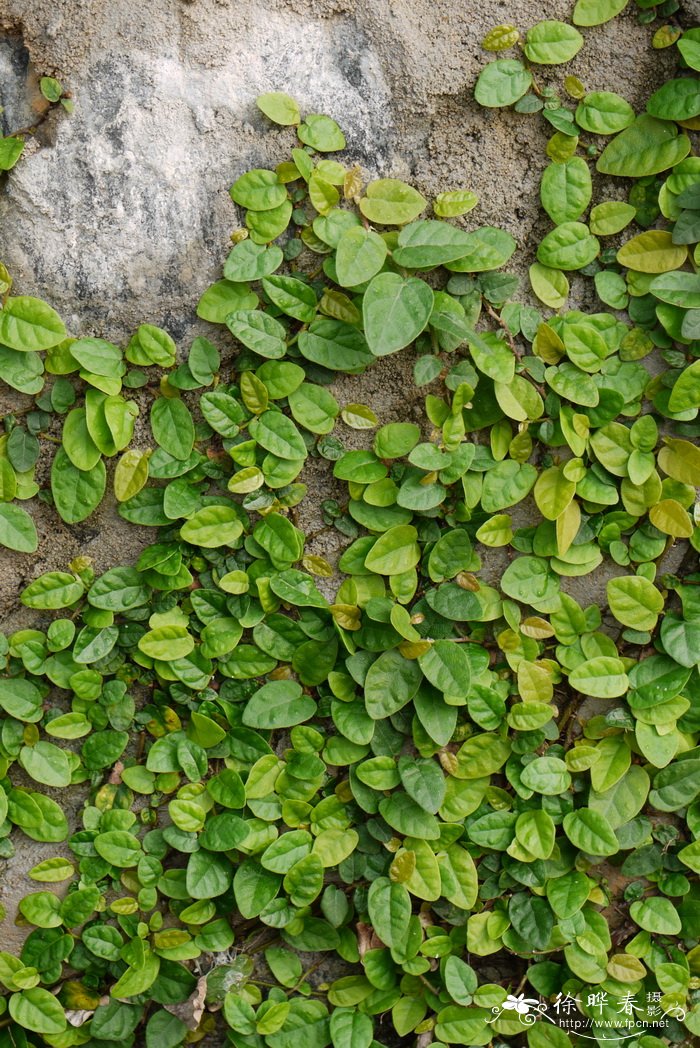 薜荔Ficus pumila