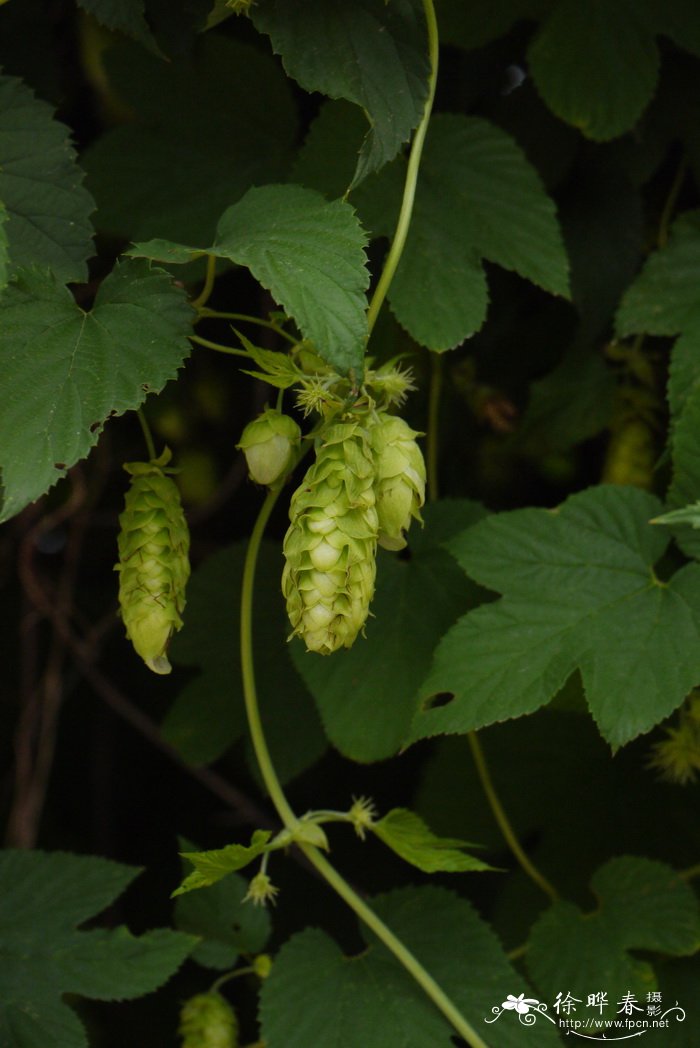 啤酒花Humulus lupulus 啤酒花Humulus lupulus