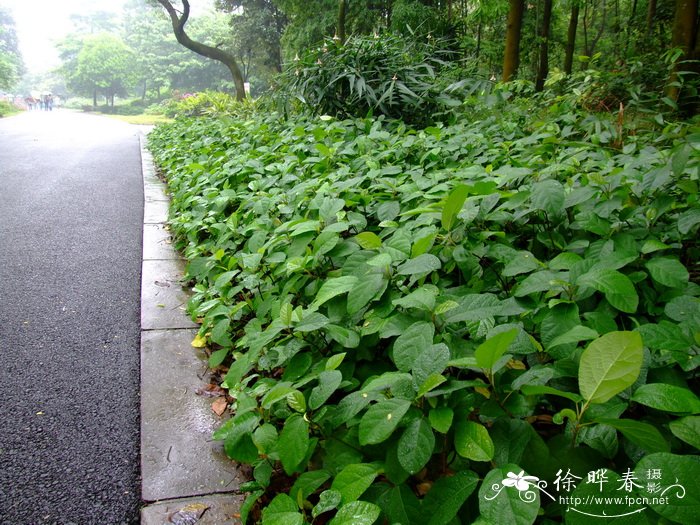 地石榴 Ficus tikoua