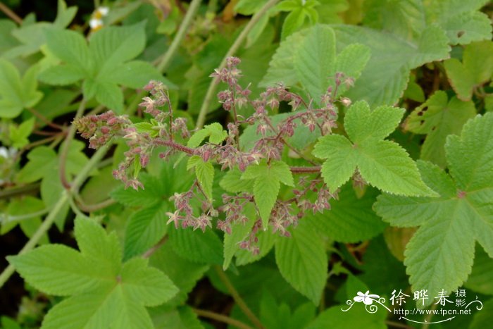 葎草 Humulus japonicus 葎草 Humulus japonicus