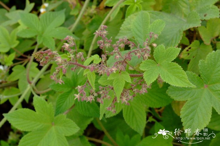 葎草 Humulus japonicus