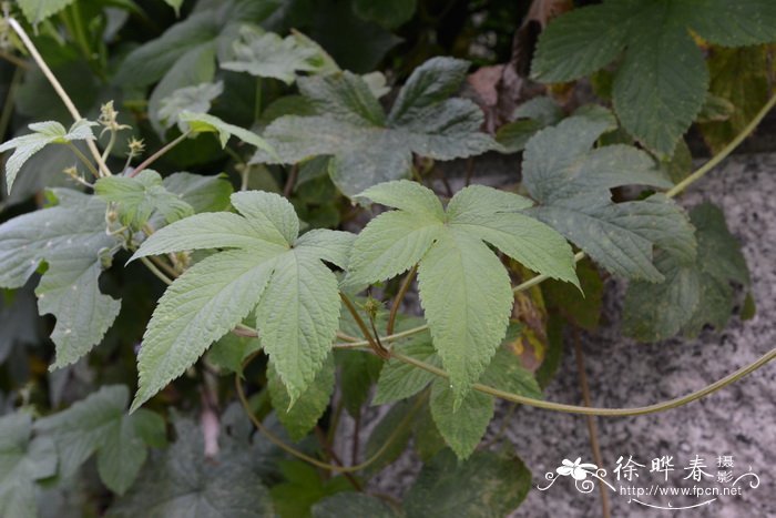 葎草 Humulus japonicus