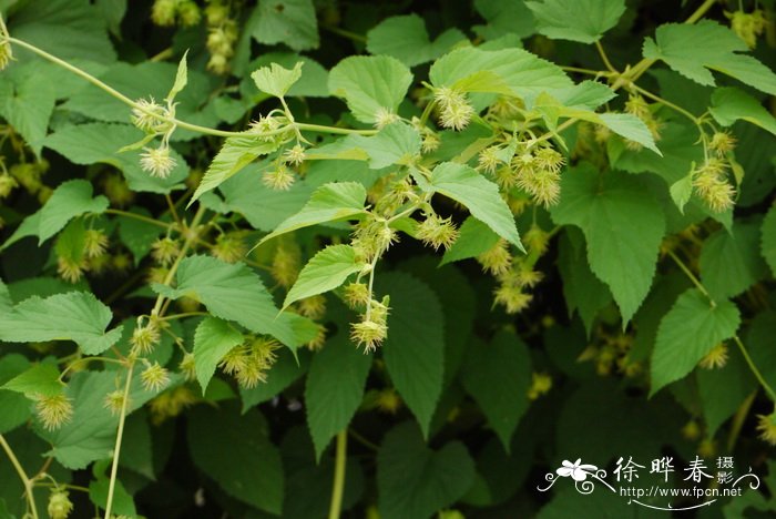 啤酒花Humulus lupulus