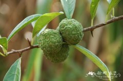构棘Maclura cochinchinensis