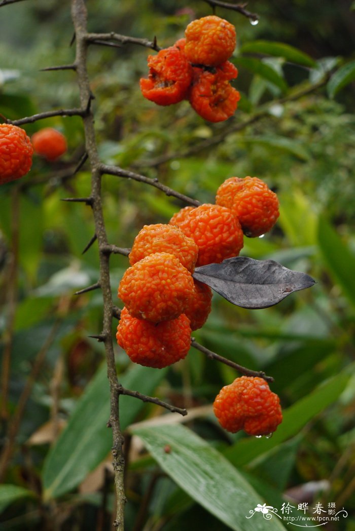 构棘maclura cochinchinensis