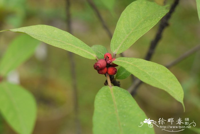 纸叶榕Ficus chartacea