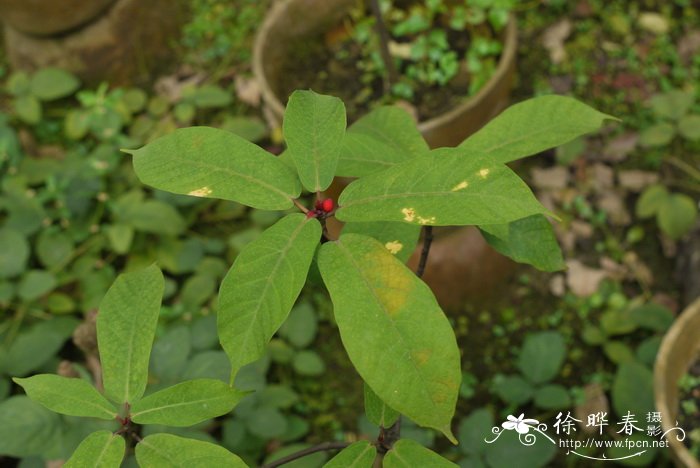 纸叶榕Ficus chartacea