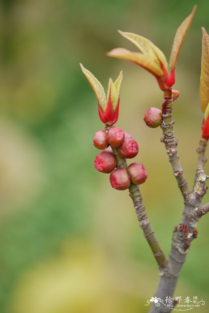 纸叶榕Ficus chartacea