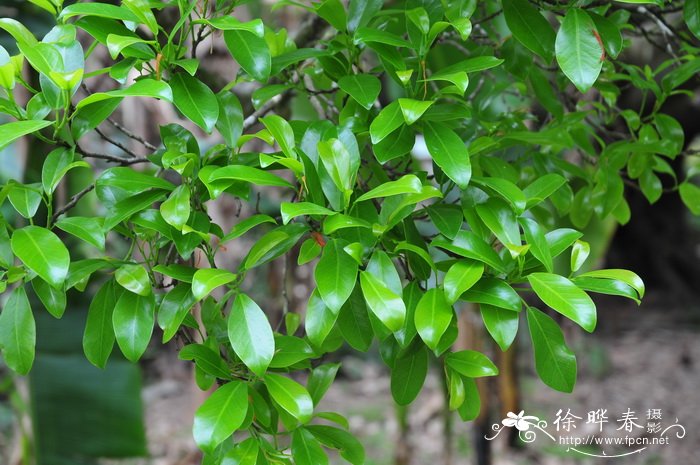 雅榕Ficus concinna 雅榕Ficus concinna