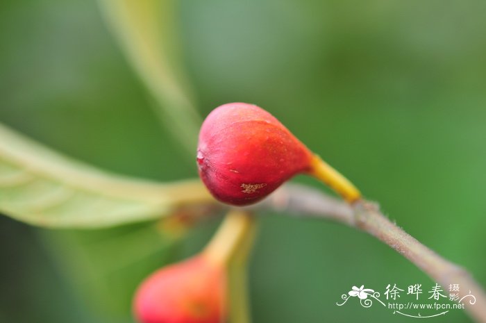 天仙果Ficus erecta 天仙果Ficus erecta
