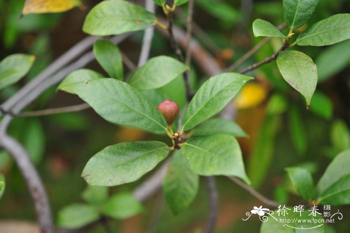 天仙果Ficus erecta