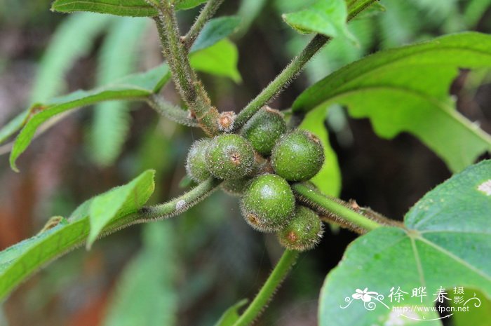 五指毛桃 Ficus hirta