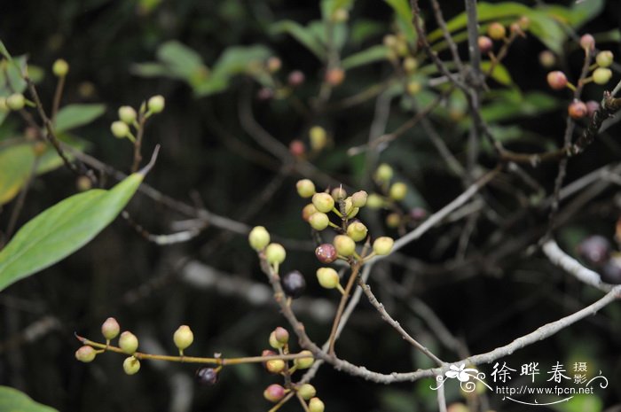 琴叶榕Ficus pandurata