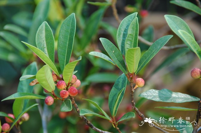 竹叶榕 Ficus stenophylla