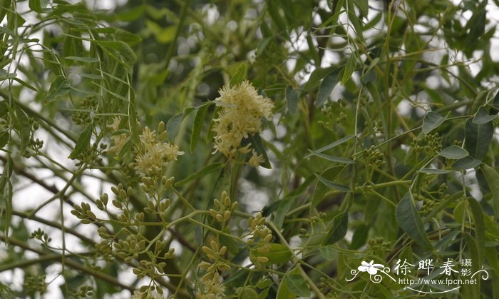 象腿树moringa drouhardii