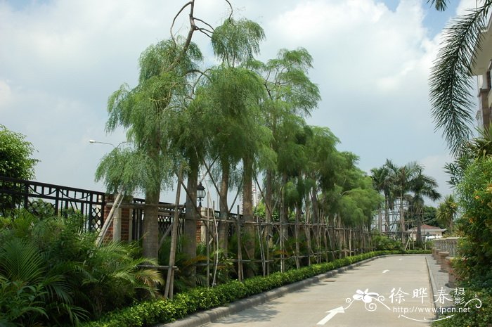 象腿树Moringa drouhardii 象腿树Moringa drouhardii
