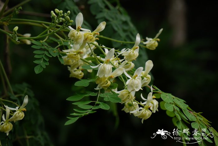 辣木 Moringa oleifera