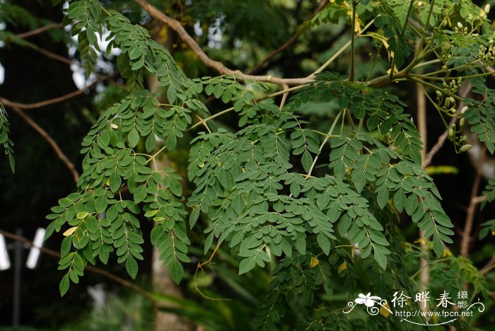 辣木 Moringa oleifera 辣木 Moringa oleifera