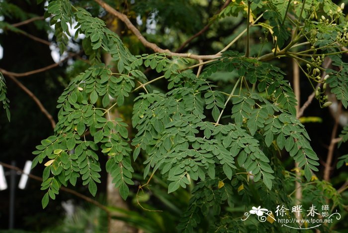 辣木 Moringa oleifera