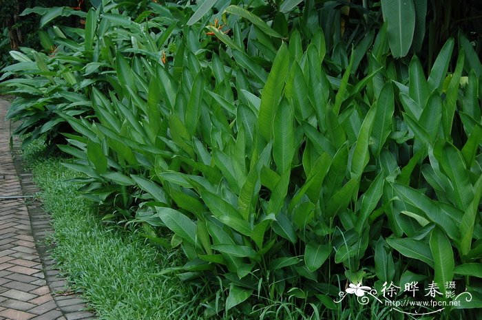 红火炬蝎尾蕉Haliconia × nickariensis 红火炬蝎尾蕉Haliconia × nickariensis
