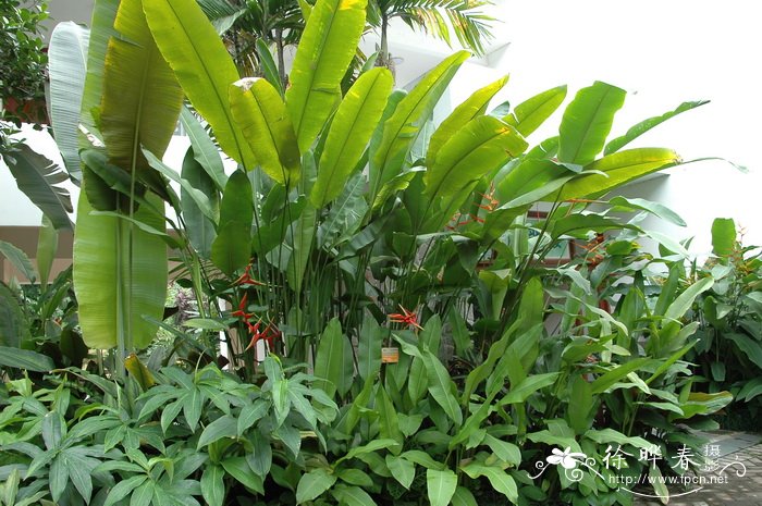 阿娜蝎尾蕉Heliconia × rauliniana