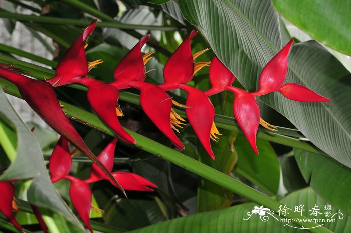 富红蝎尾蕉Heliconia bourgaeana