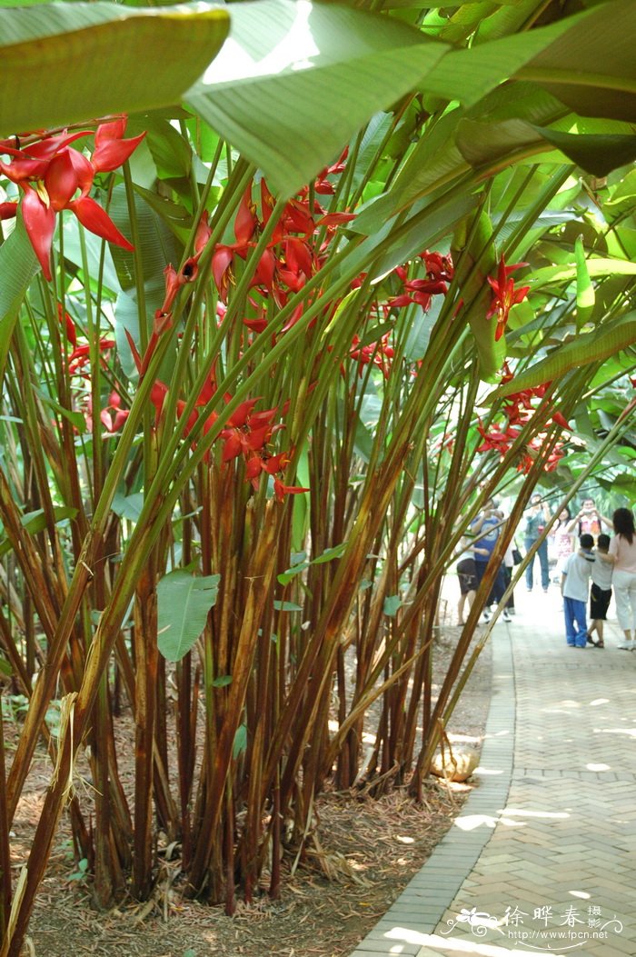 富红蝎尾蕉Heliconia bourgaeana