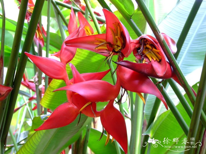 富红蝎尾蕉Heliconia bourgaeana