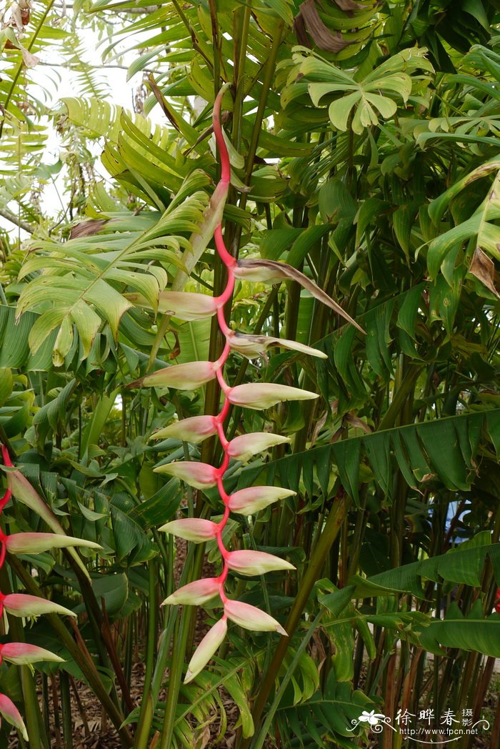 垂花粉鸟蕉Heliconia chartacea