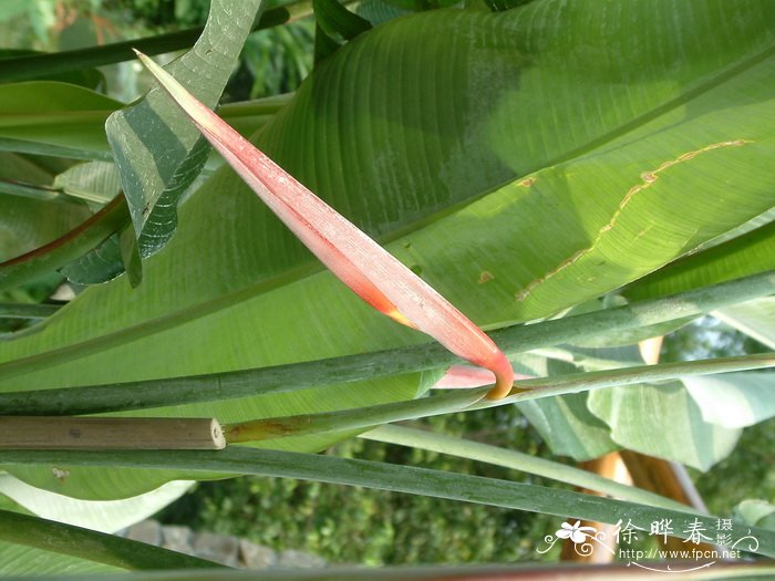 粉鸟蝎尾蕉Heliconia collinsiana