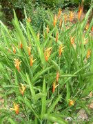 火红蝎尾蕉Heliconia densiflora ‘Fire Flsah’