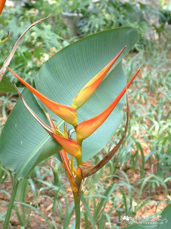 红箭蝎尾蕉Heliconia latispatha ‘Distans’